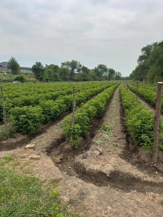 Участок 1 гектар