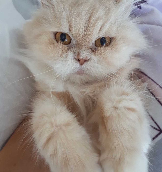 Предлагам персийска котка