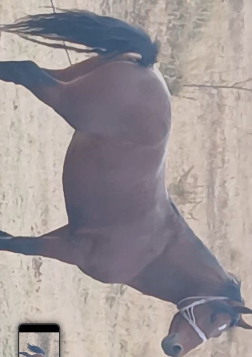 Vând mânz de doi ani jumate foarte blând