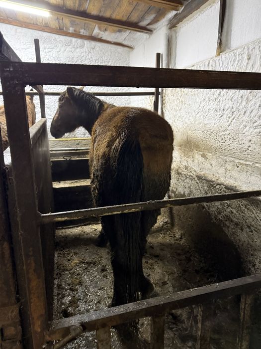 Лошадь с откорма крупная