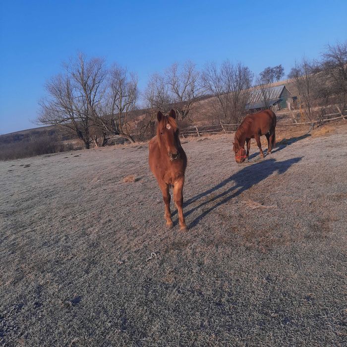 Vând două mânze surori una de 2 ani si cealata de 1 an