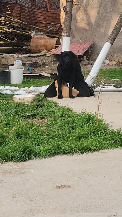 Лаблодор бобалари