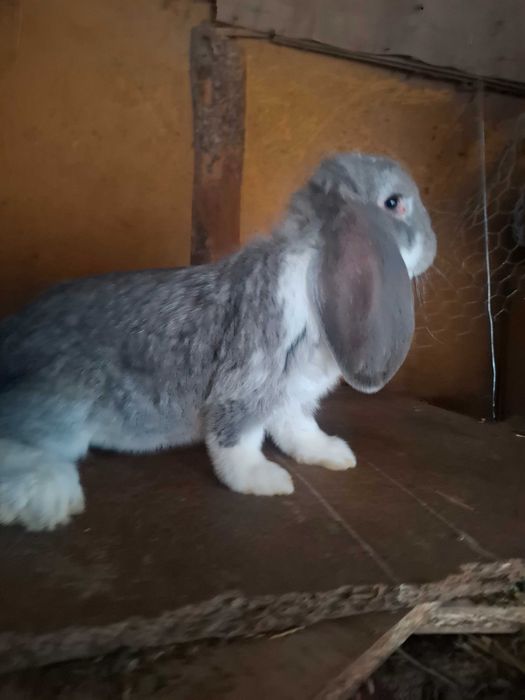 Iepuri uriaș german și berbec german