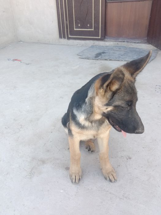 Немески.авчарка.сатилади