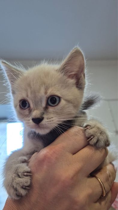 Отдам таких котят!