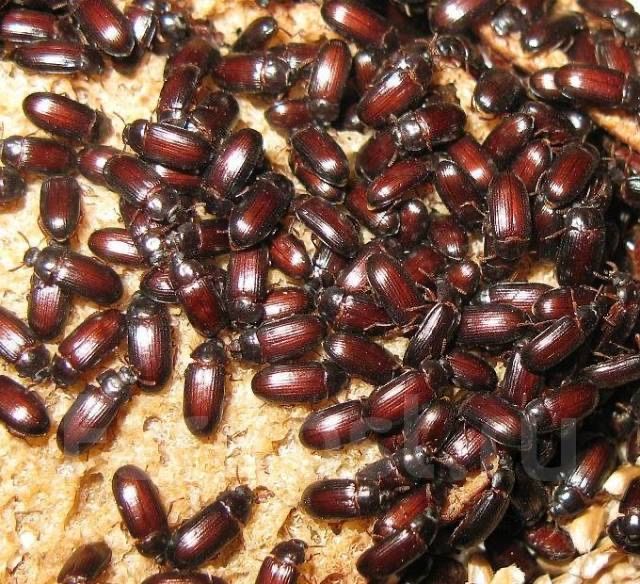 Жук знахарь (Ulomoides dermestoides)