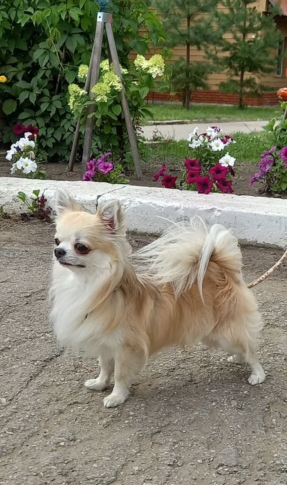 Чихуахуа щенок сука