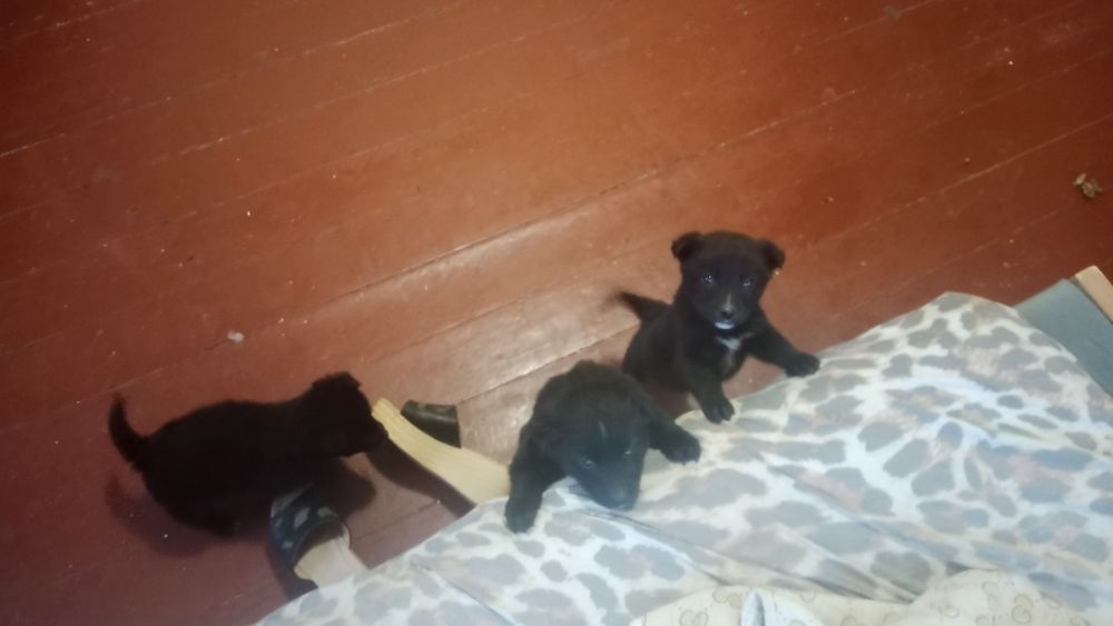 В добрые руки бесплатно