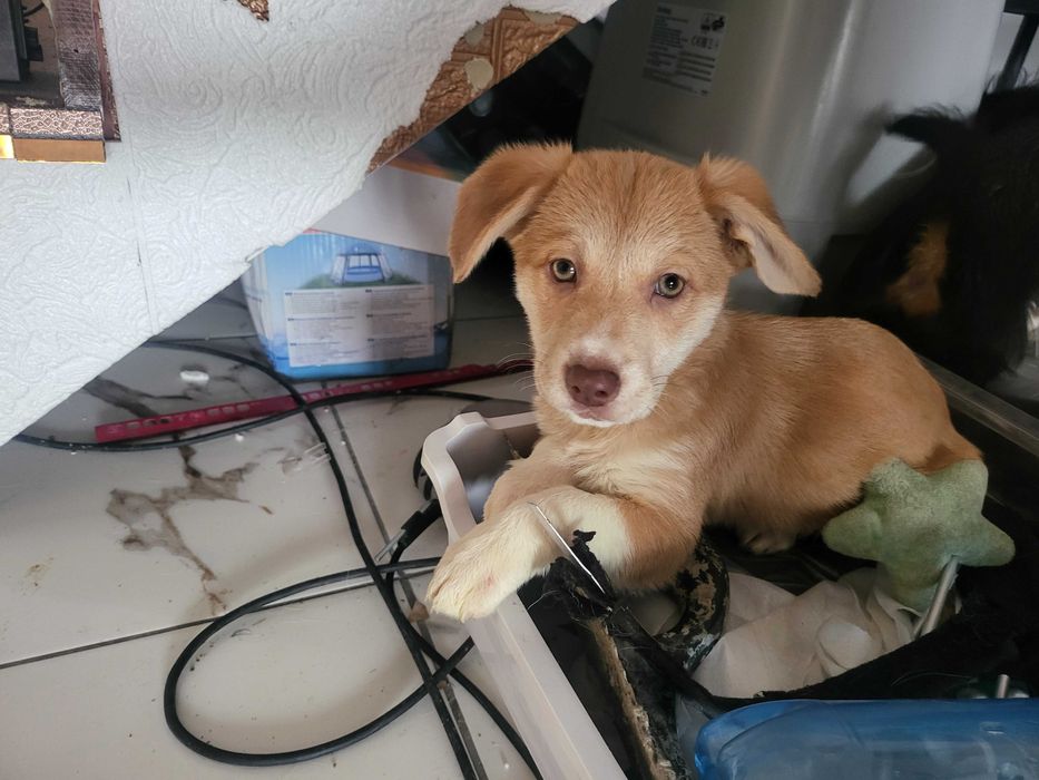 donez catei deosebiti, cauta casa la iubitori de animale