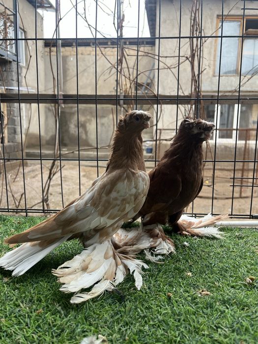 Две самки размеры хорошие