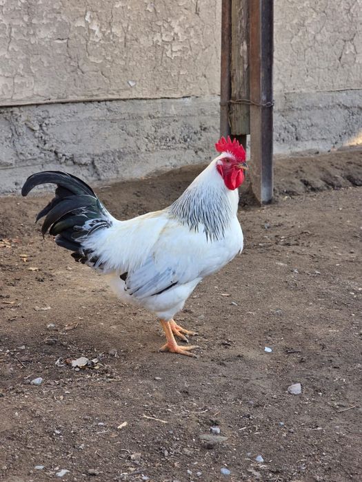 Шөжелер сатылады қораз