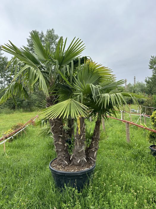 Copaci / Mesteacan / Brazii / Plante gradina