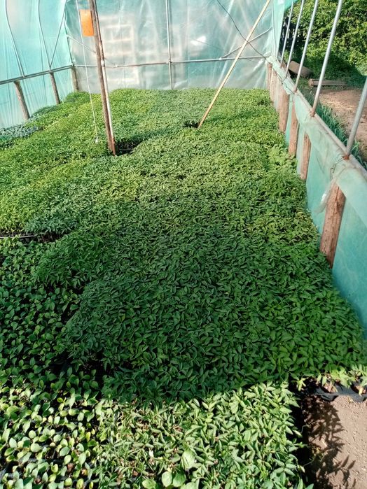 Vând Rasaduri de Legme