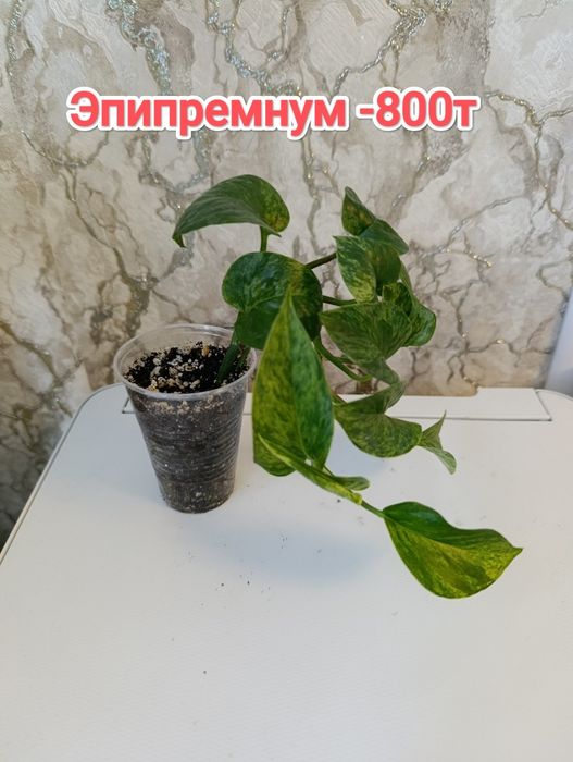 Комнатные растения