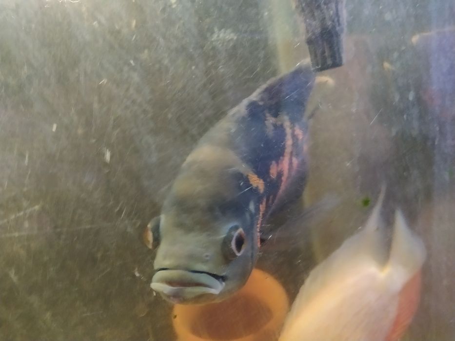 Продается рыба астронатус