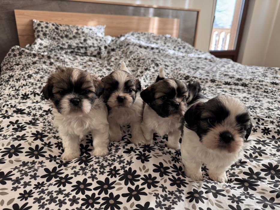 Кученца ши-тцу, кучета, куче, кученце