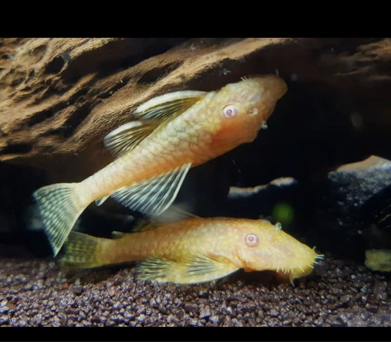 Анцитрусы сомик чистильщик