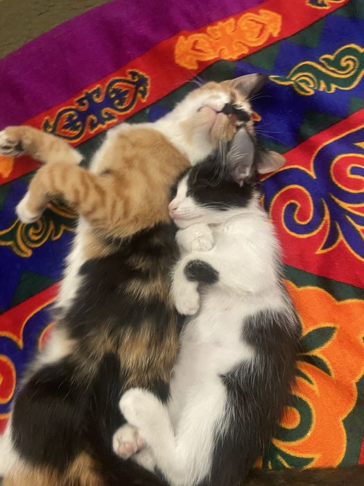 Милые котята в добрые руки
