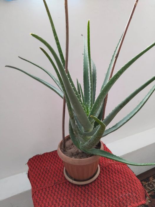 Растение Алоэ Вера