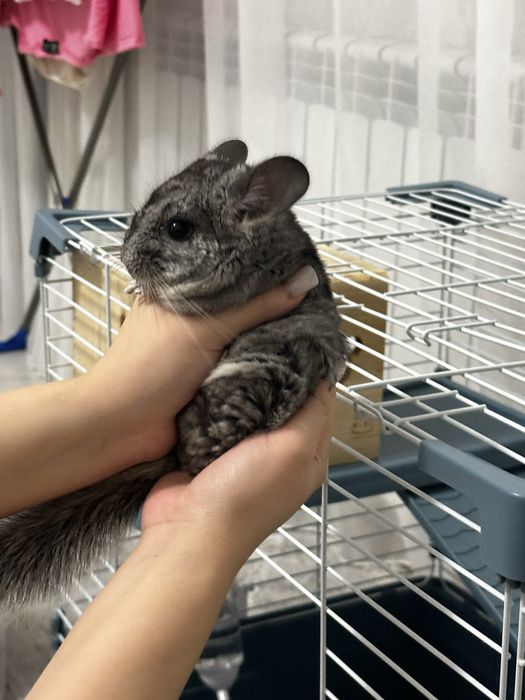 Продам шиншиллу, 2 мес, мальчик