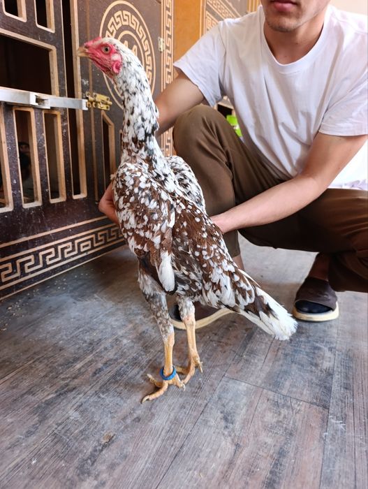 Pivonoy Nimitiski O shamo tuxum va joʻjalariga zakaz olamiz