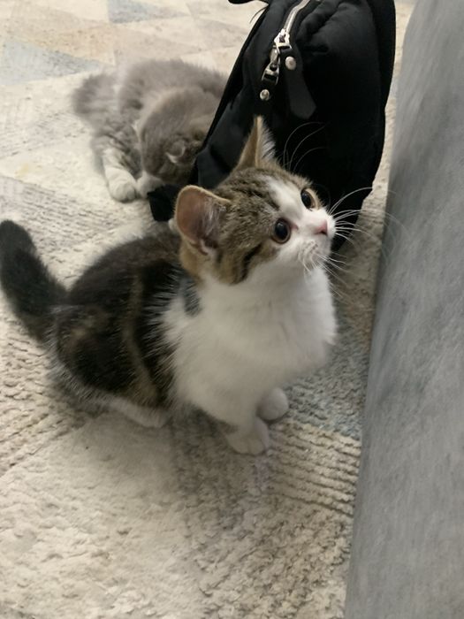 Скотиш страйт девочка