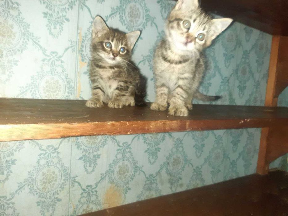 Котята в добрые руки. Смотрите фото