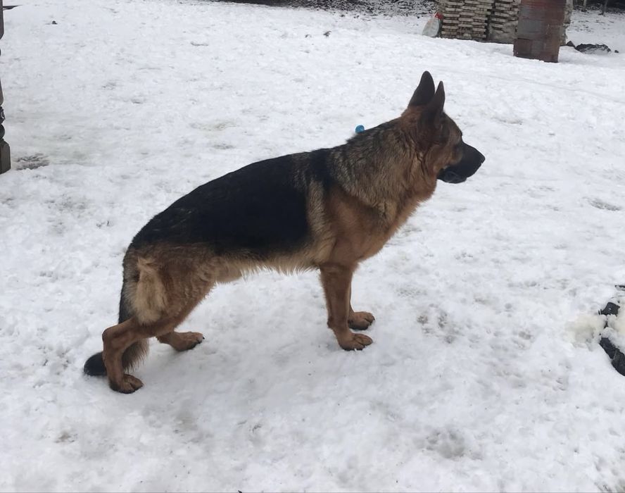 Щенки овчарки доставка до дома