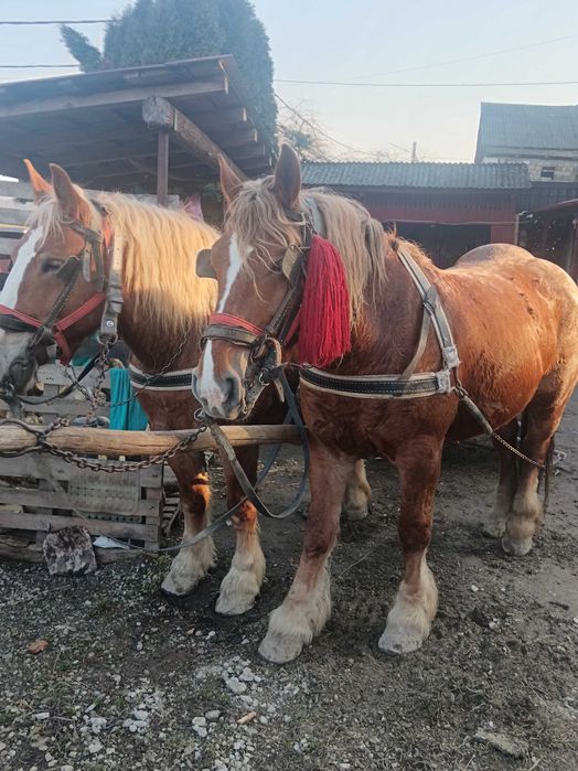 Vând pereche manzi!