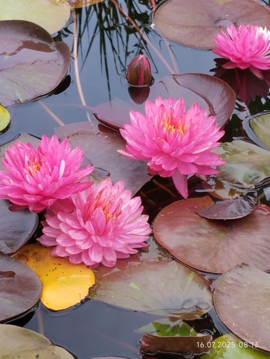 Нимфея Jakkaphong