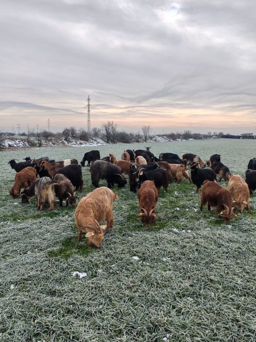 Vând capre sau schimb cu oi