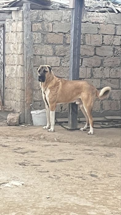 Казак тобет кушиктери