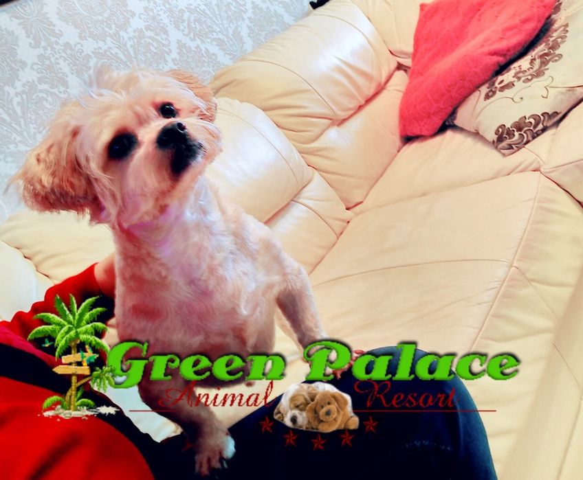 Pensiune Câini și pisici Iași