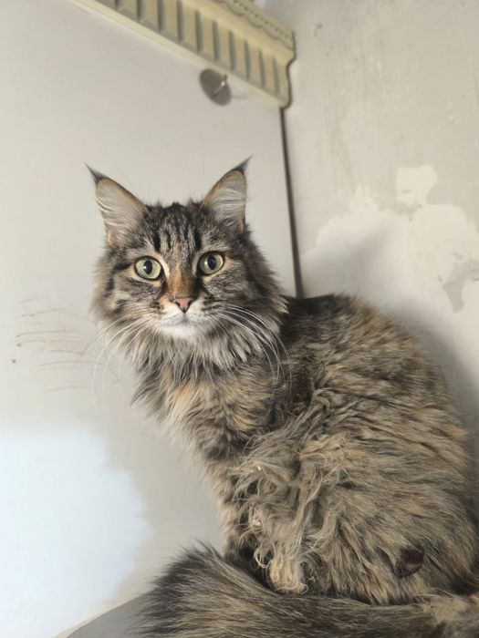 РЫСЯ ищет семью.