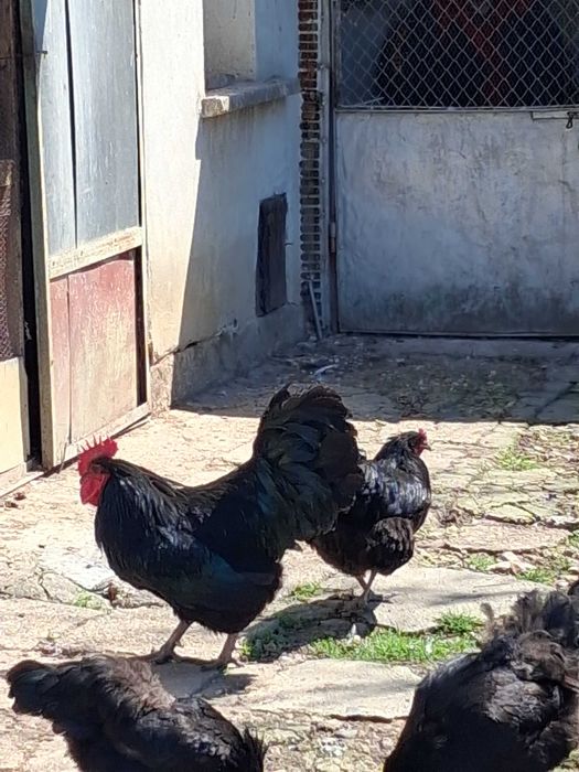 Петли порода Австралорп