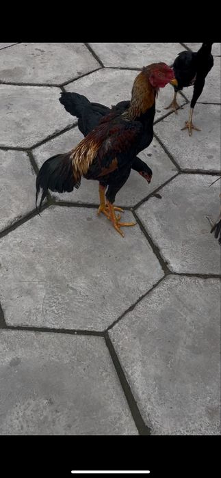 Продам баиццовых