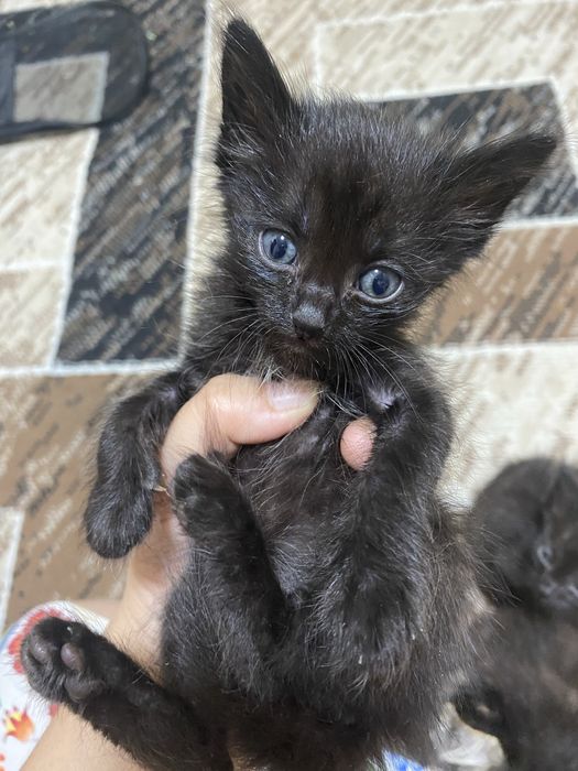 Отдам срочно красивых котят