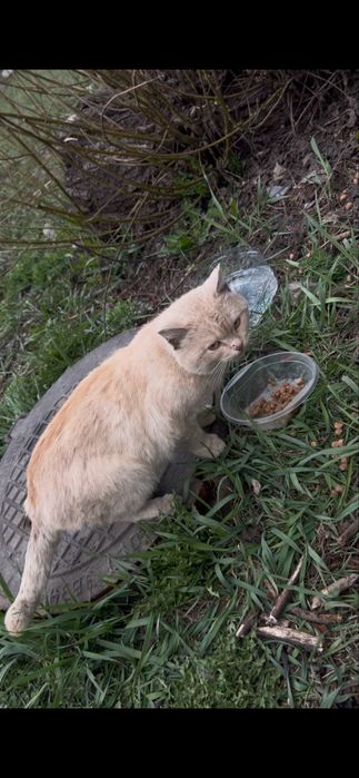 Мальчики в поисках дома