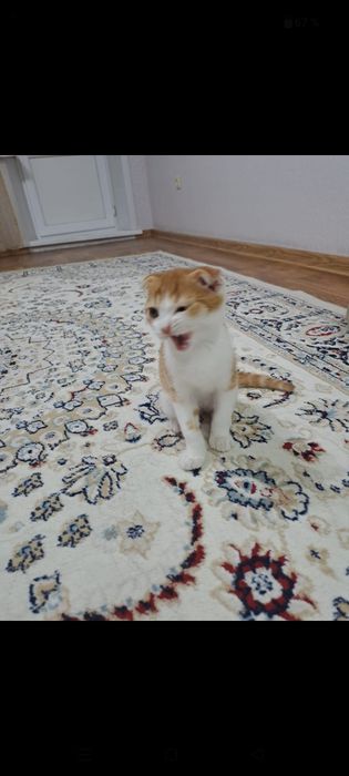 Отдам котенка в хорошие руки.