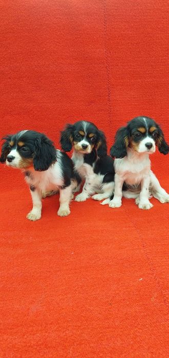 Кавалер кинг чарлз шпаньол