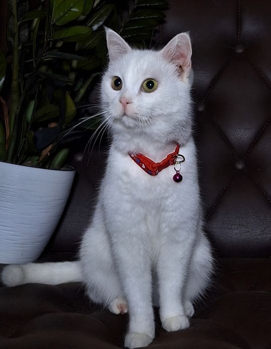 Подари Адэль семью