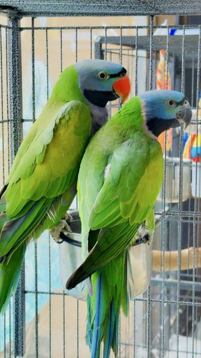 Двойка Китайски Александри