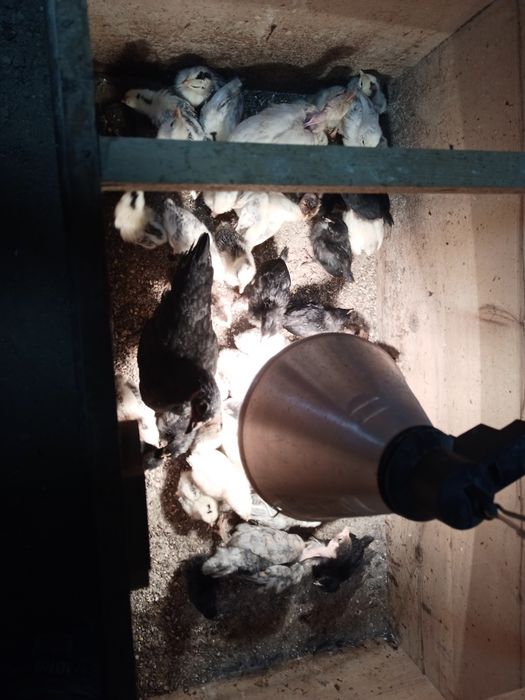 Продавам пилета на 1 седмица 2,3,4,5,6 месеца,яйца и петлета.