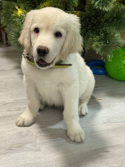 Вязка. Голден ретривер. Мальчик.