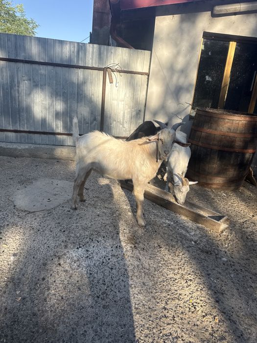 Vand țap zanii  ungureni
