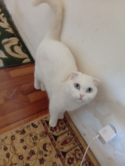 Кошка вислоухая чистая белая стерильная умная домашняя