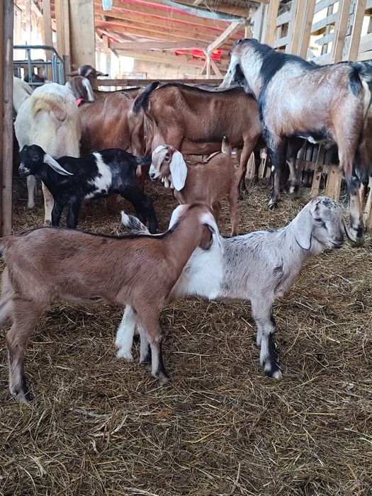 Vând schimb tapisori anglonubian