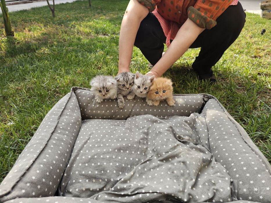 Котята от шотландской вислоухой (скотиш фолд)