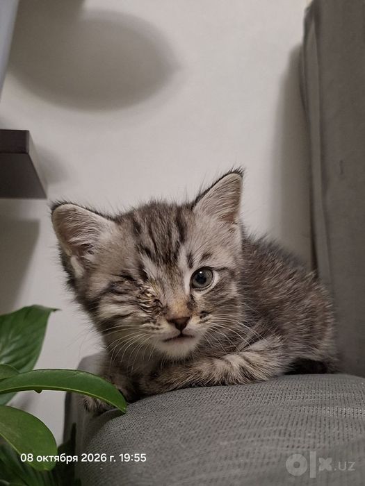 Котёнок мальчик очень игривый и ласковый
