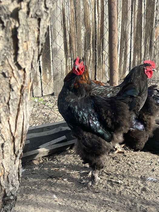 Петухи Брамы черной и куропатчатой